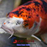memelihara ikan koi