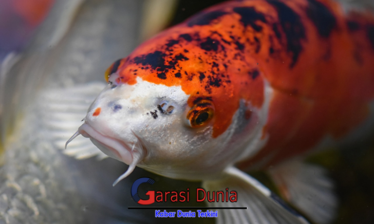 memelihara ikan koi