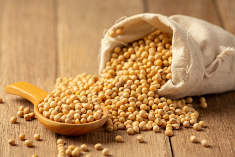 kacang kedelai