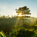 konservasi hutan