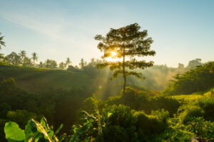 konservasi hutan