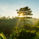 konservasi hutan