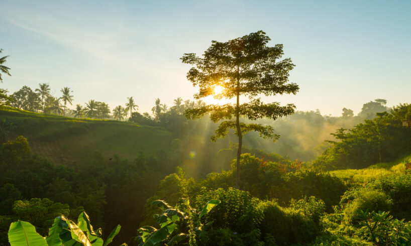 konservasi hutan