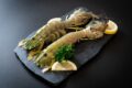 udang mantis