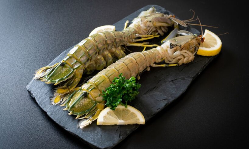 udang mantis