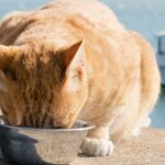 tips meyimpan makanan kucing