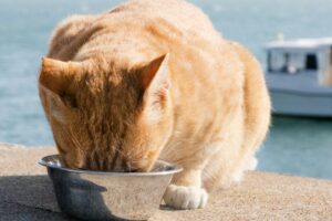 tips meyimpan makanan kucing
