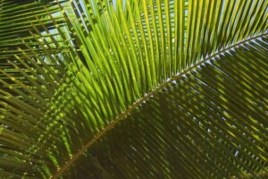 Daun kelapa