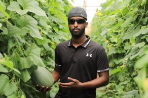 Bisnis perkebunan melon